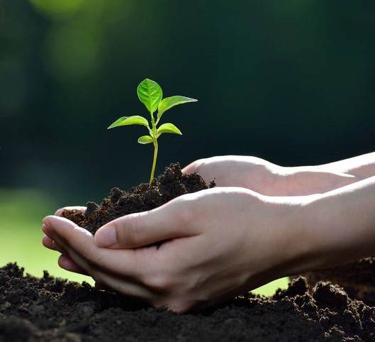 Hands holding a green young plant