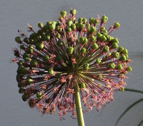 Blog-Corona-Blume